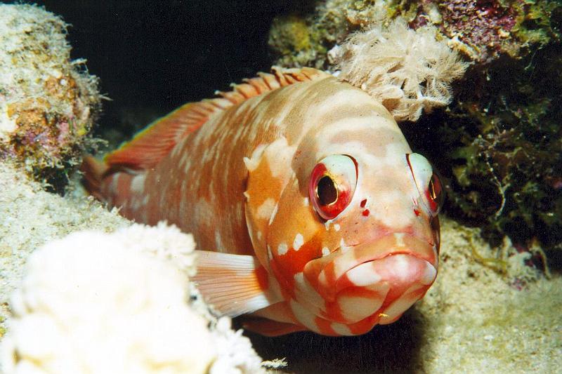 Coll EG 021.jpg